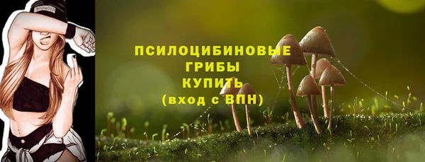 прущие грибы Гусиноозёрск